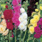Hollyhock Summer Carnival Mixed Colors Seeds, 900mg #0020