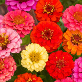 Zinnia, Thumbelina Mixed Colors Seeds, 800mg #0051