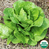 Lettuce, Parris Island Organic Seeds, 1.2G #0816