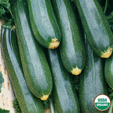 Squash, Black Beauty Zucchini Organic Seeds, 5.3G #0928