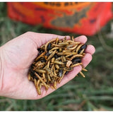 HAPPY HEN BONANZA TREATS