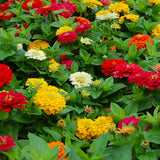 Zinnia, State Fair Giant Mixed Colors Seeds, 900mg #2766