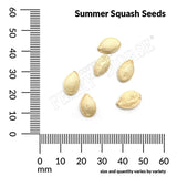 Squash, Dixie Hybrid Seeds, 3.1g #4085