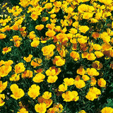 California Poppy, Extra Golden Seeds, 800mg #4005
