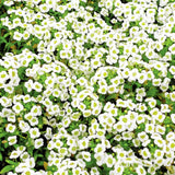 Alyssum, Carpet of Snow Seeds, 400mg #5061