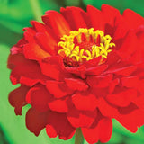Zinnia, Cherry Queen Seeds, 900mg #6751