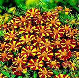 Marigold, Jolly Jester Seeds, #1804