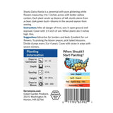 Shasta Daisy, Alaska Seeds, 300mg #6461