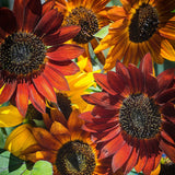 Sunflower, Evening Sun Mixed Colors Seeds, 2.2g #6527