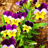Johnny Jump Up, Helen Mount Seeds, 200mg #6692