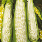 Sweet Corn, Silver Queen Hybrid Seeds, 16.6g  #7697
