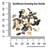 Sunflower, Evening Sun Mixed Colors Seeds, 2.2g #6527