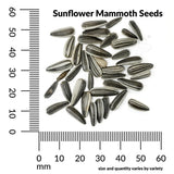 Sunflower, Mammoth Organic Seeds, 8.8g #6544