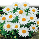 Shasta Daisy, Alaska Seeds, 300mg #6461