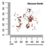 Alyssum, Carpet of Snow Seeds, 400mg #5061