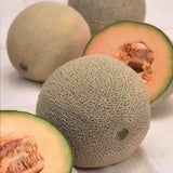 Cantaloupe, Hales Best Jumbo Seeds, 3.5g #1480