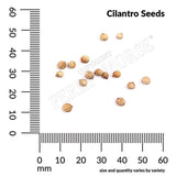 Cilantro, Coriander Organic Seeds, 1.8g #1340