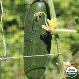 Cucumber, Marketmore Organic Seeds, 1.4g #1380