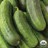 Cucumber, National Pickling Organic Seeds, 1.4mg  #9714