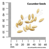 Cucumber, National Pickling Organic Seeds, 1.4mg  #9714