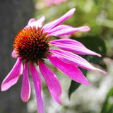 Purple Coneflower, Echinacea Seeds, 400mg #5611