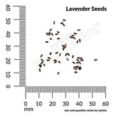 Lavender, True Organic Seeds, 200mg  #9569