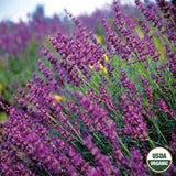Lavender, True Organic Seeds, 200mg  #9569