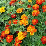 Marigold, French Double Dwarf Seeds, 500mg #6020