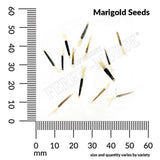 Marigold, French Double Dwarf Seeds, 500mg #6020