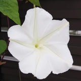 Moonflower, Evening Glory Seeds, 2.6g #6071
