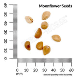 Moonflower, Evening Glory Seeds, 2.6g #6071