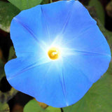 Morning Glory, Heavenly Blue Seeds, 1.9g #6083