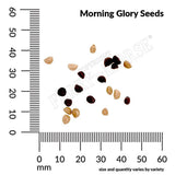 Morning Glory, Heavenly Blue Seeds, 1.9g #6083