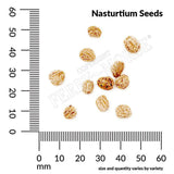 Nasturtium, Jewel Mixed Colors Seeds, 4.2g #6106