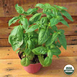 Basil, Sweet Organic Seeds, 300mg #1330