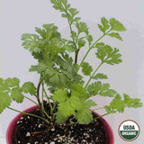 Cilantro, Coriander Organic Seeds, 1.8g #1340