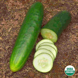 Cucumber, Straight Eight Organic Seeds, 1.4g #1520