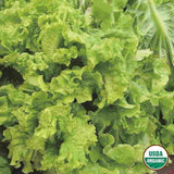 Lettuce, Black Seeded Simpson Organic Seeds, 1.2G #0815