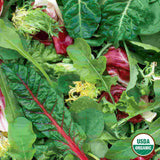 Mesclun, Gourmet Greens Mixture Organic Seeds, 1.8g #1401