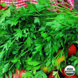 Parsley, Flat Italian Organic Seeds, 1.2G #1325