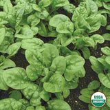 Spinach, Bloomsdale Long Standing Organic Seeds, 4.4g #1455