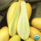 Squash, Early Prolific Straightneck Organic Seeds, 5.3g #1465