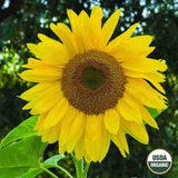 Sunflower, Mammoth Organic Seeds, 8.8g #6544