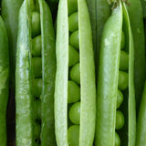 Pea, Cascadia Sugar Snap Organic Seeds, 14g  #9788
