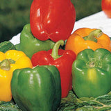 Pepper, Grand Bell Mix Seeds, 600mg  #9800