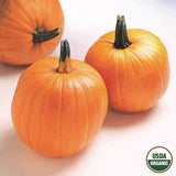 Pumpkin, Jack O'Lantern Organic Seeds, 4.4g  #9535