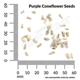 Purple Coneflower, Echinacea Seeds, 400mg #5611