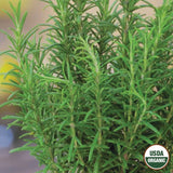 Rosemary, Organic Seeds, 200mg  #9565