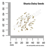 Shasta Daisy, Alaska Seeds, 300mg #6461
