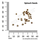 Spinach, Bloomsdale Long Standing Organic Seeds, 4.4g #1455